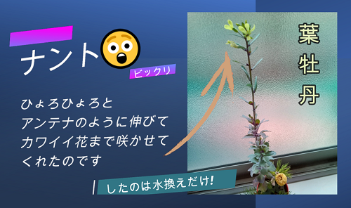 【まさか😲の葉牡丹 水換えだけで ぐんぐん伸びて 花咲きました!  】