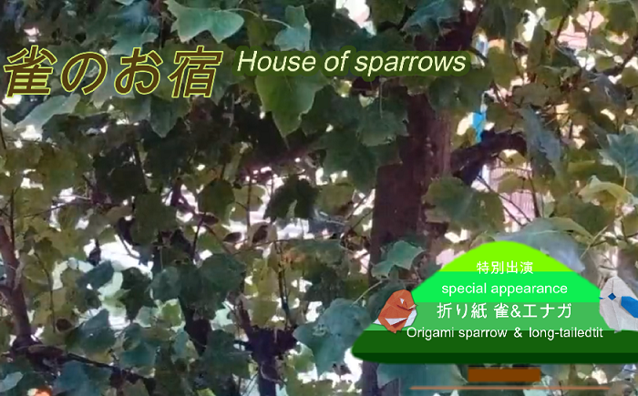 【 雀のお宿  House of sparrows 雀も人も 激しく賑やか！】