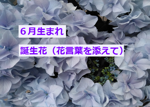 【 6月生まれの貴方の本質 & 誕生花 花言葉を添えて 】